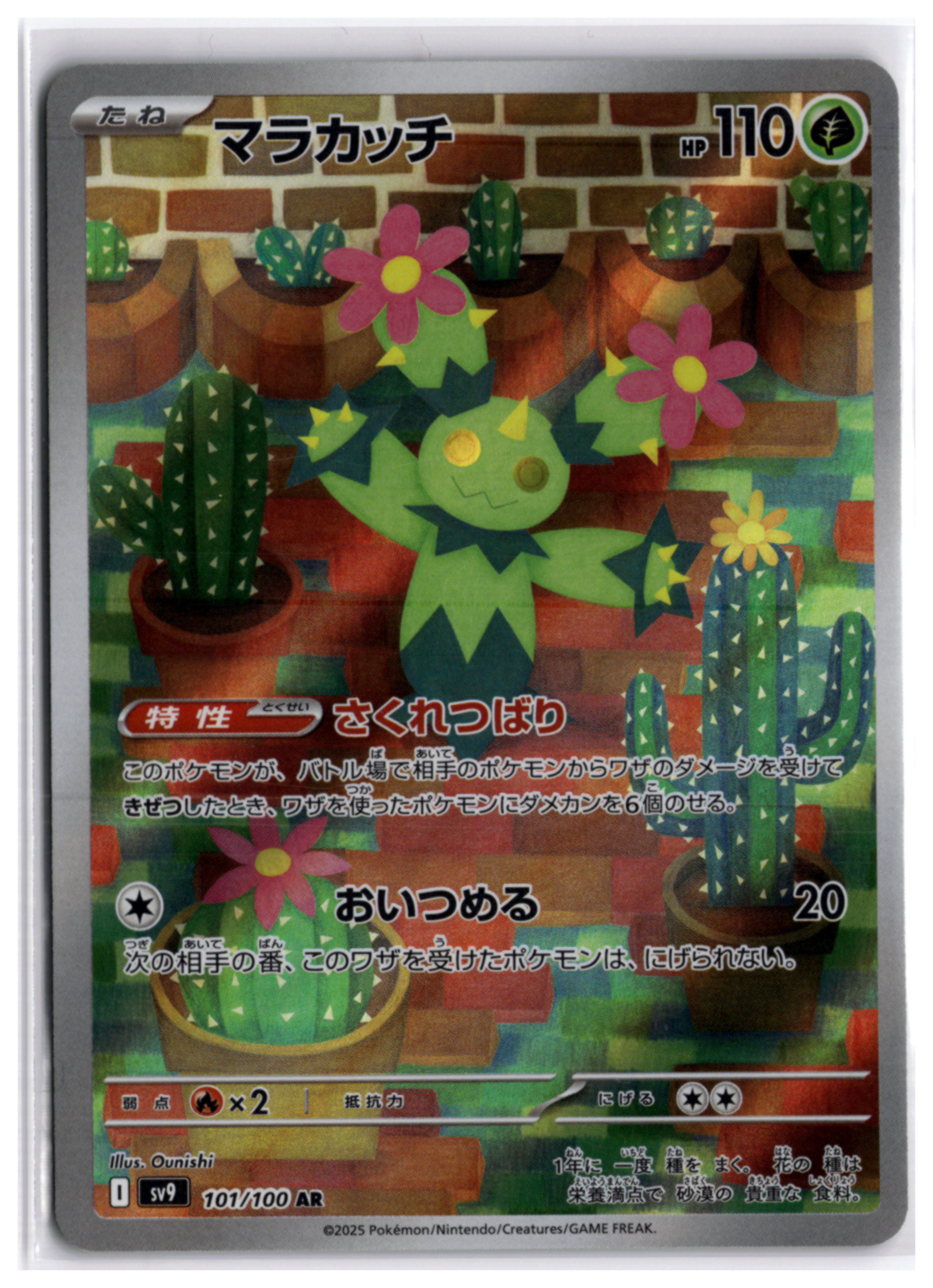 Maractus (sv9 101) AR