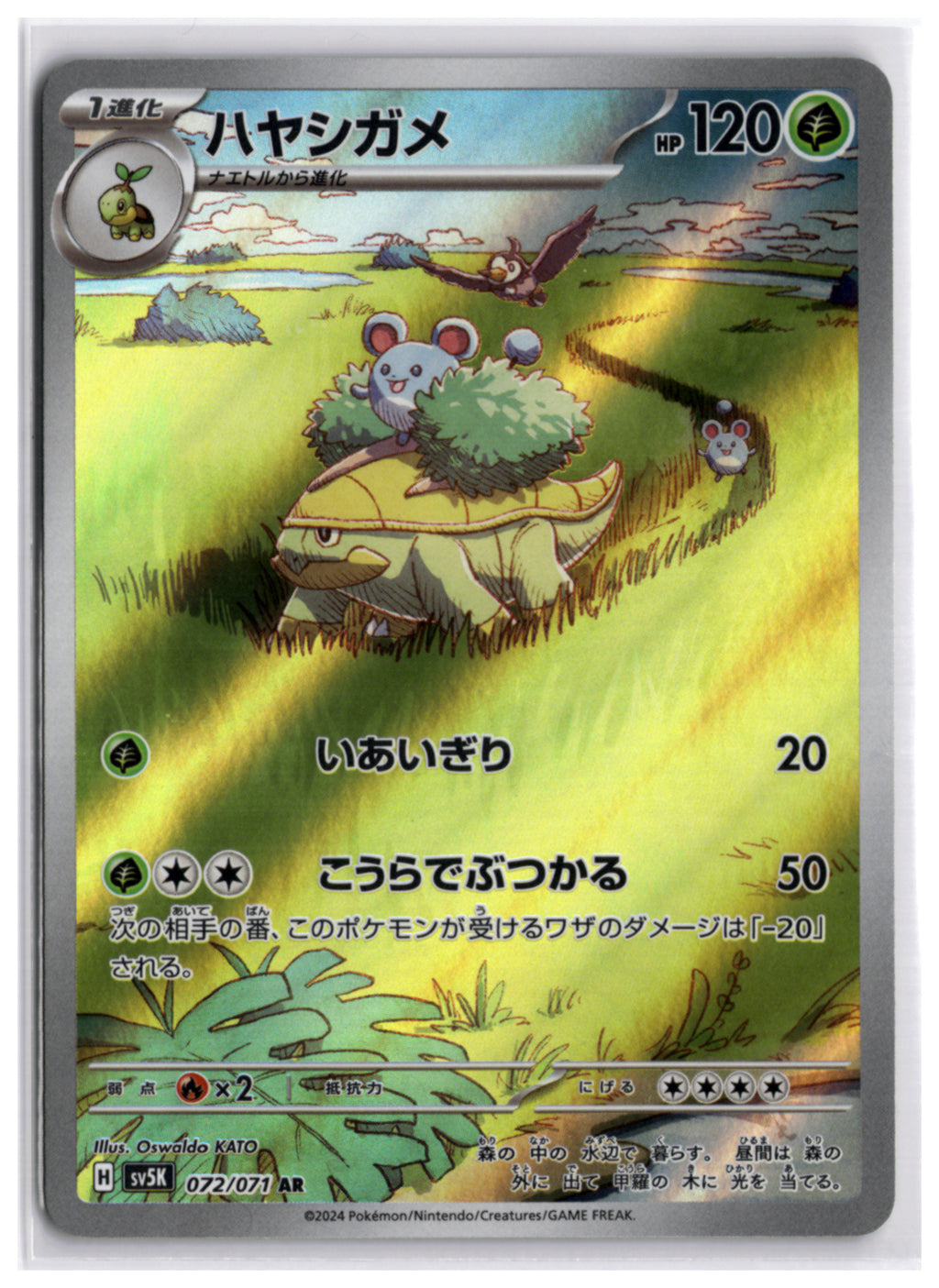 Grotle (SV5K 072) AR